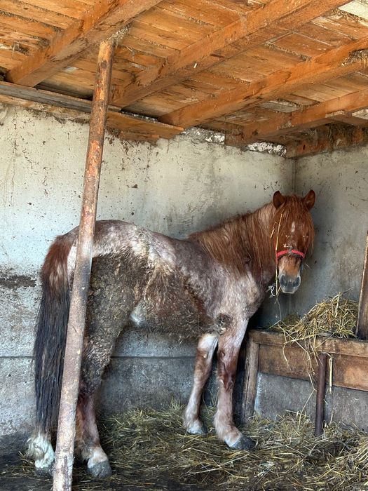 Vând mânză sau schimb