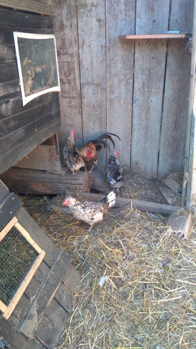 O familie de găinuțe mii de flori