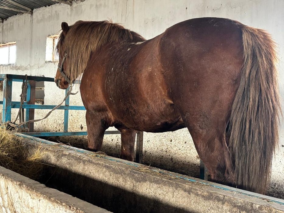 Айгыр сатылады! Новоалтайский тяж