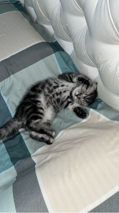 Котенок шотландец