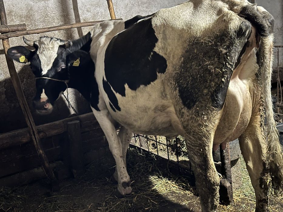 Vând juninca de Holstein friza