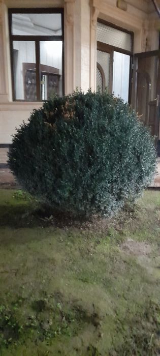 шамшод куп йиллик