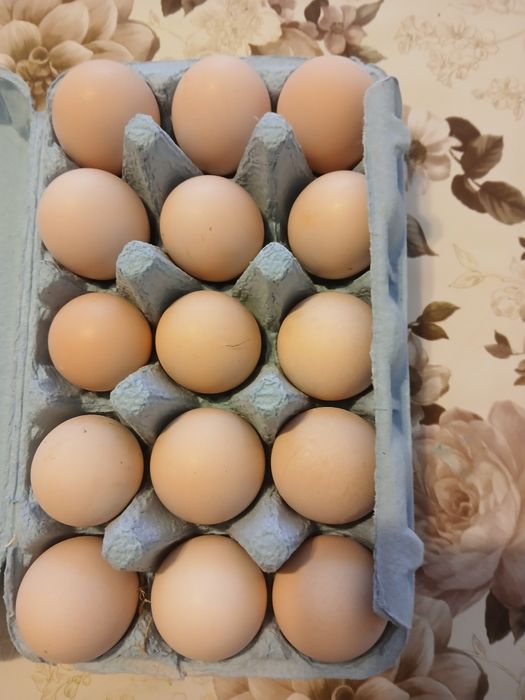 Oua  de Faverolles  Somon și Wyandotte  Argintiu u