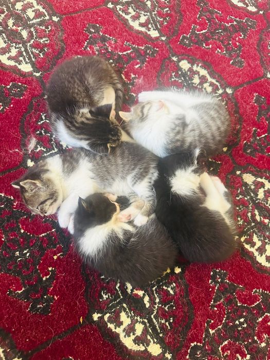 Отдам котят в хорошие руки