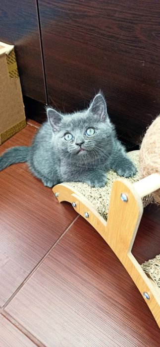 Британски късокосмести котенца