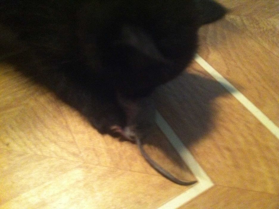 Кошки, крысоловки.