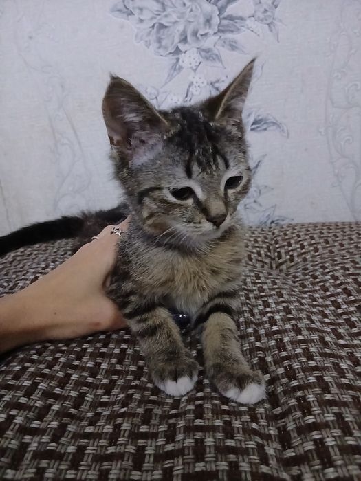 Отдам котят в добрые руки