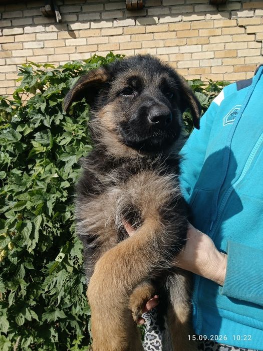 Щенок немецкой овчарки