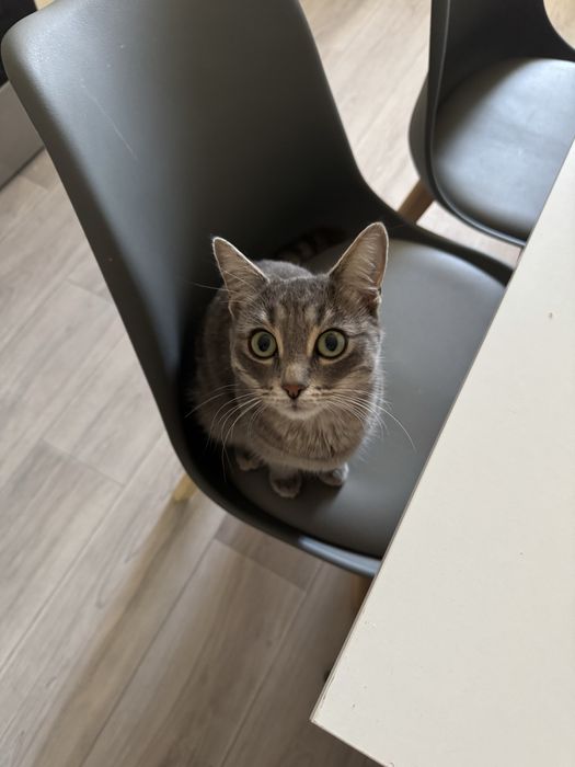 Кошечка ищет себе дом