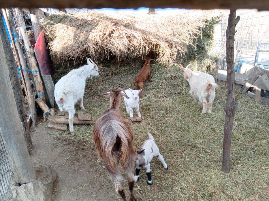 De vânzare capre cu iezi