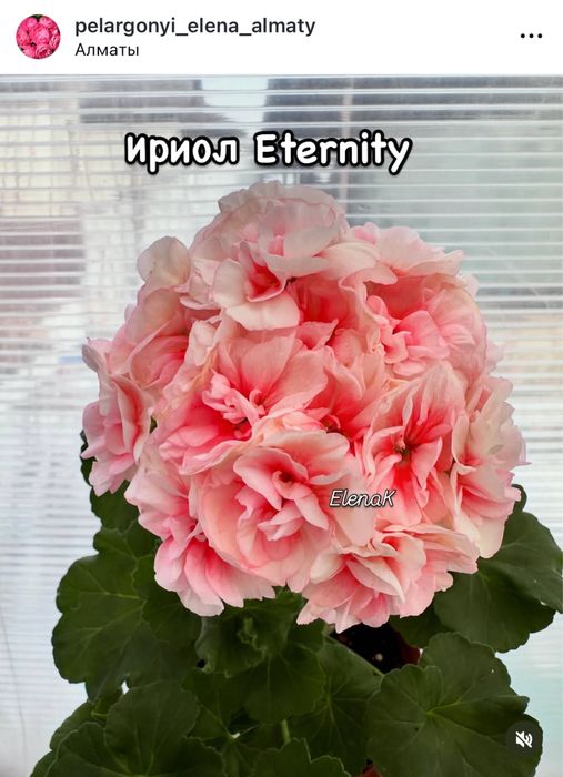 Пеларгония цветущие кустики