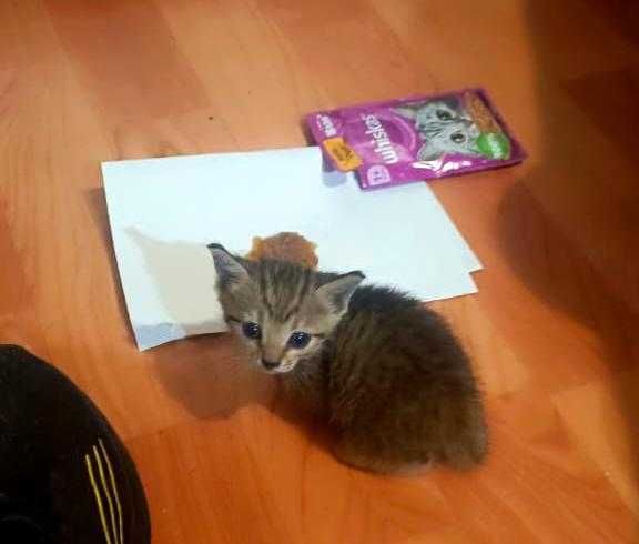 Отдам Котёнка в добрые руки