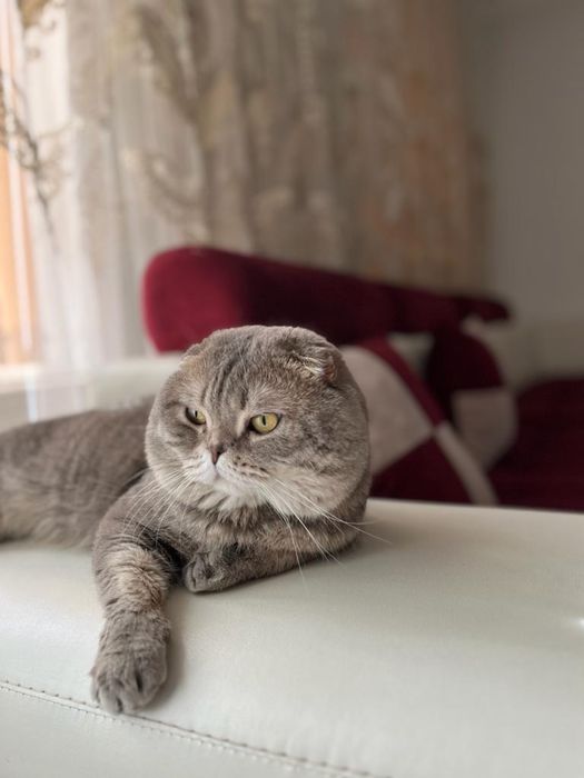 Котята вислоухие
