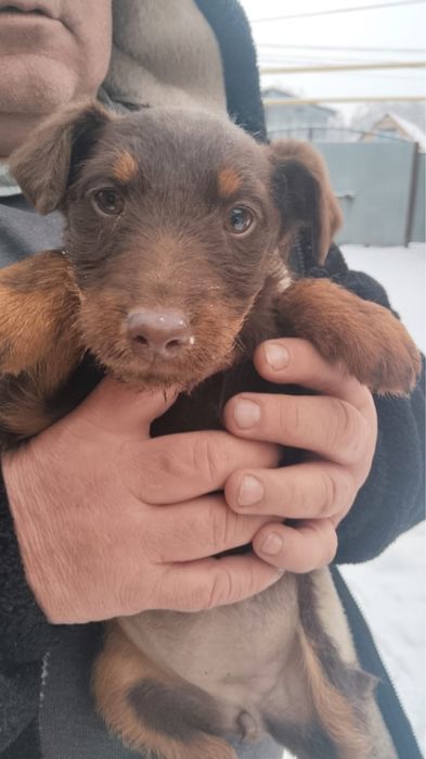 Ягдтерьер щенок