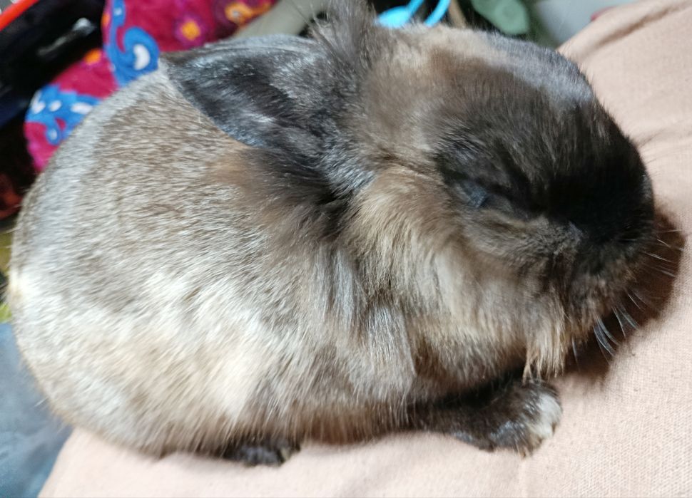 Кролик декоративный