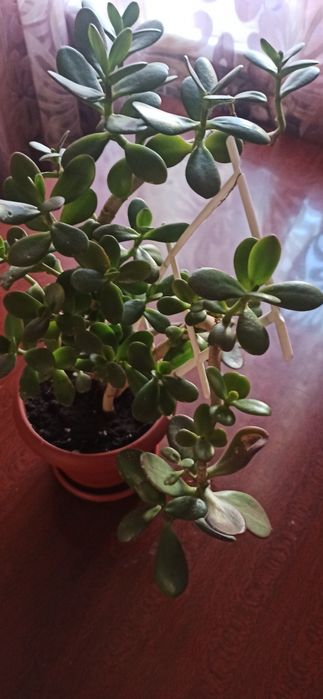 Продам недорого.