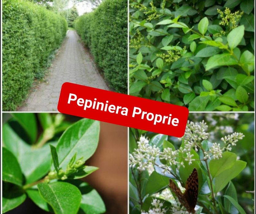 gard viu lemn cainesc ligustrum verde iarna veșnic verde gard viu