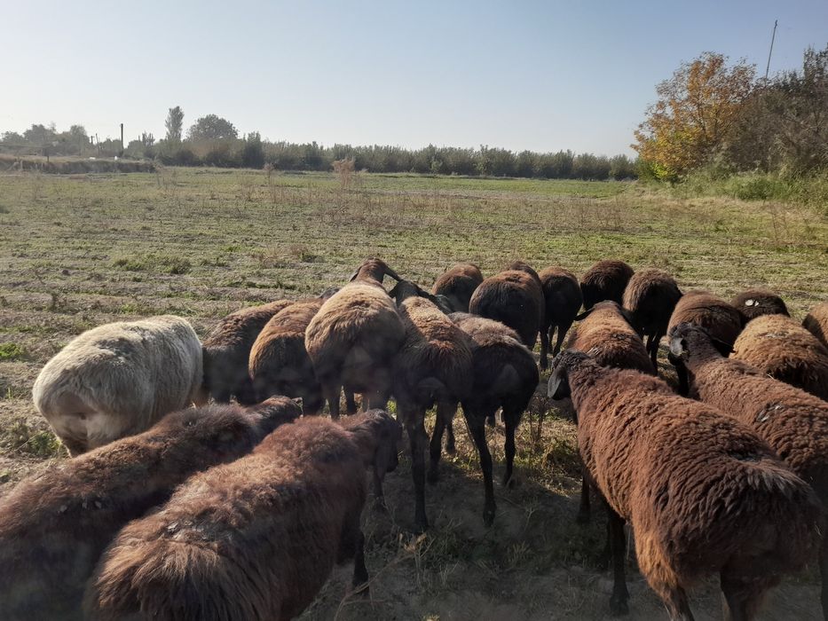 Зоттор хисори совлик куйлар