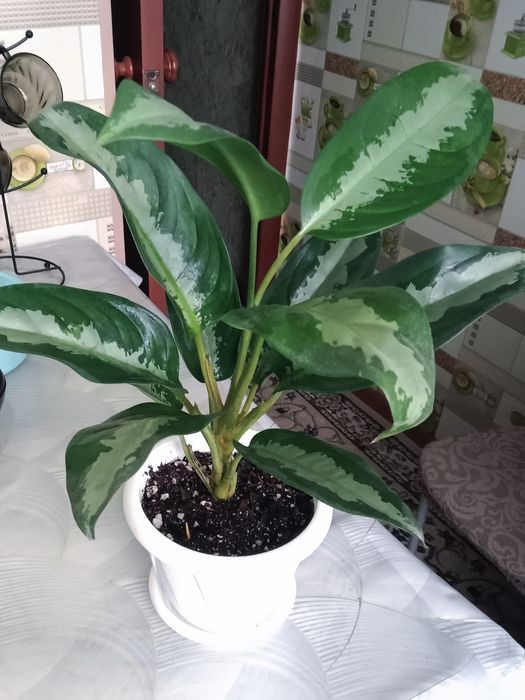 Аглаонема продам