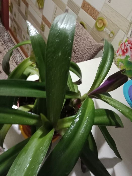 Рео цветок продам