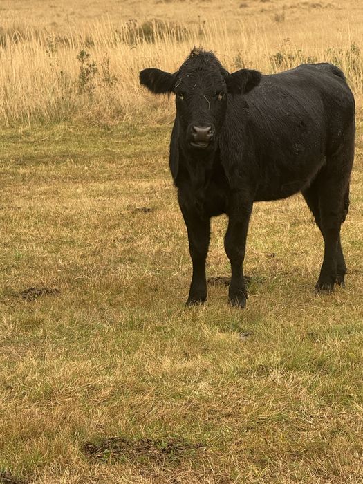 Junica  angus de vinzare