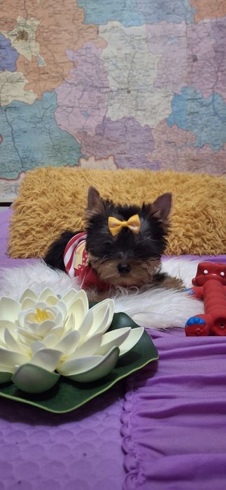 Йоркширски териер.Йорки