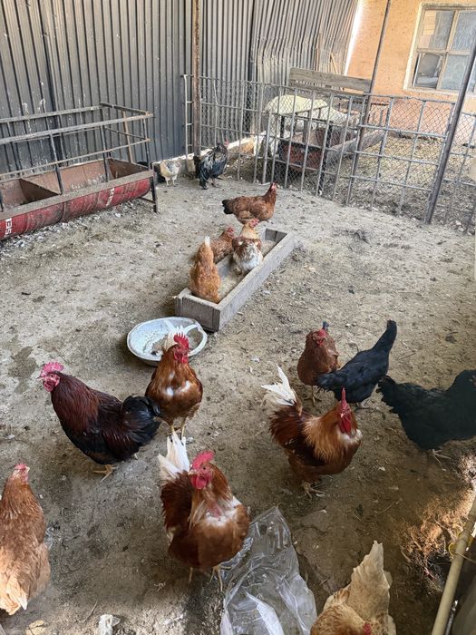 Яйцо на инкубатор домашние