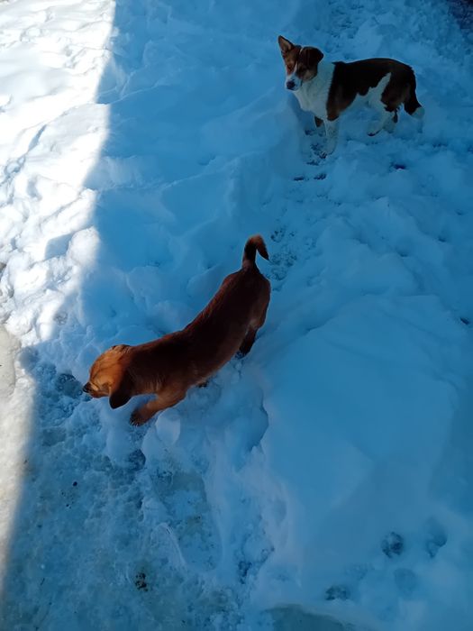 Donez catelusa talie mică. Vârstă aproape un an de culoare maro.