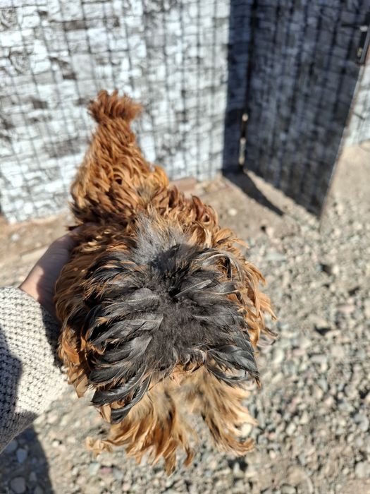 Куры карликовые, карлики