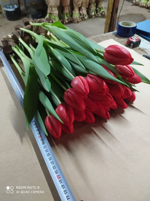 Оптом  тюльпаны и розницу