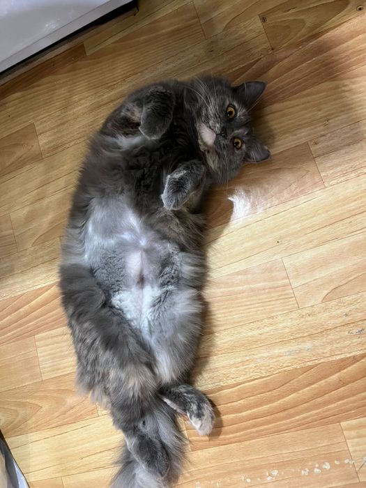 Кошка девочка в хорошие руки!