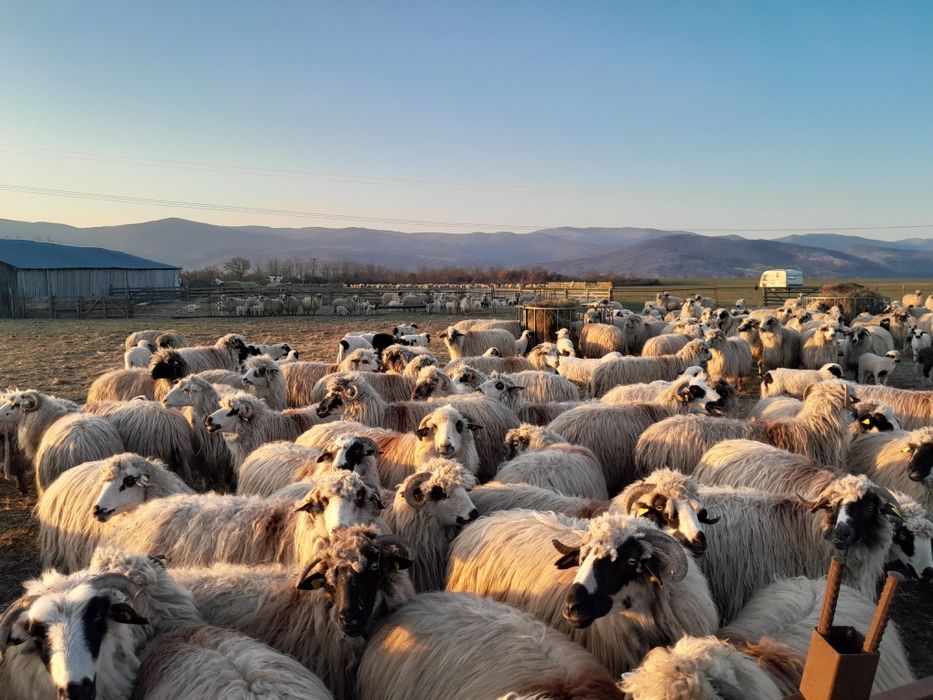 Oi de vanzare  în Balomiru de Camp