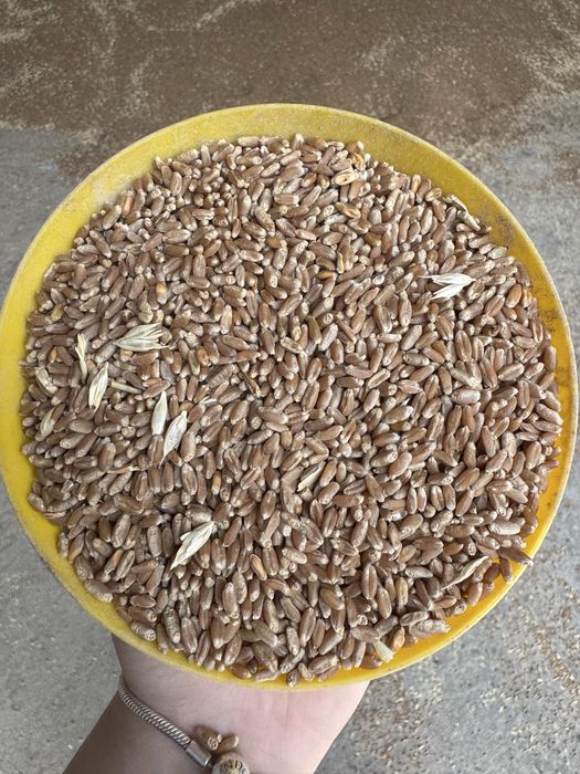 пшеница в мешках и россыпью