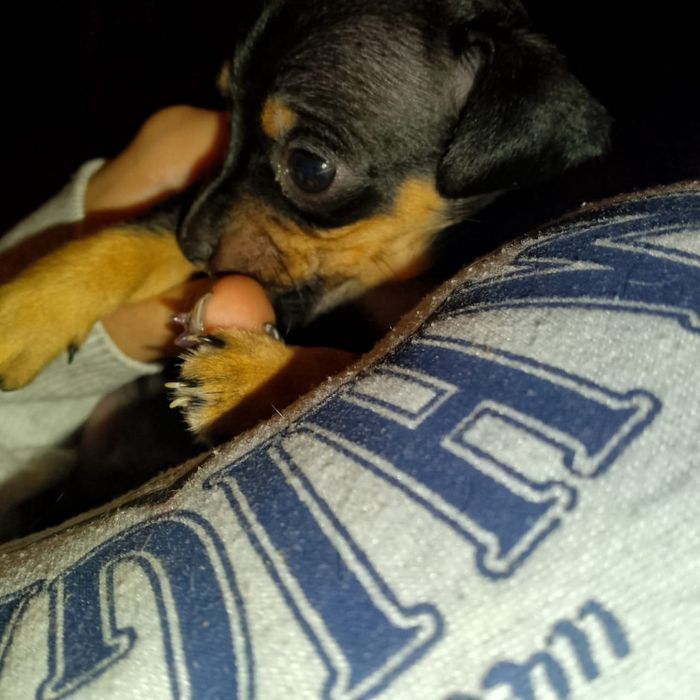 Щенки карликового пинчера