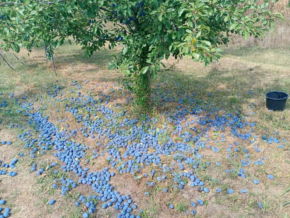 Prune de vânzare