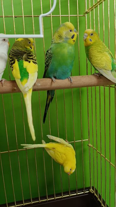 Волнистые попугаи