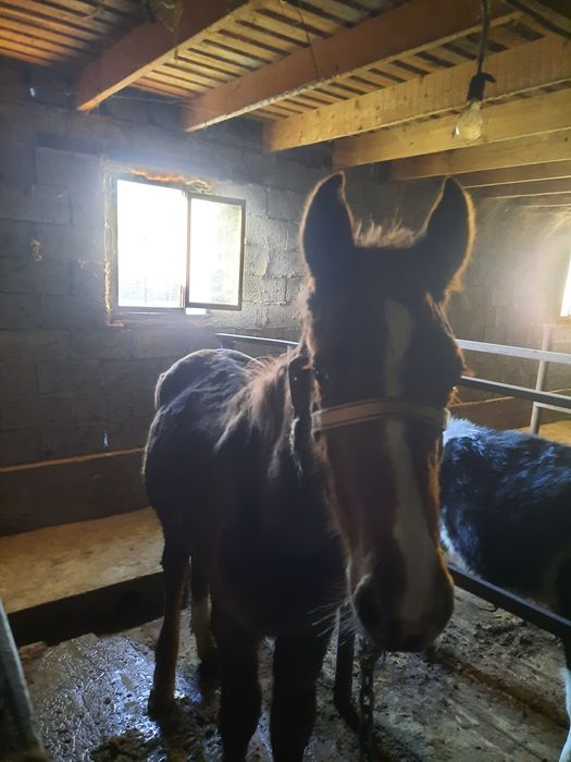 Көк-қызыл көзілдірік үшін 3D порно онлайн қараңыз