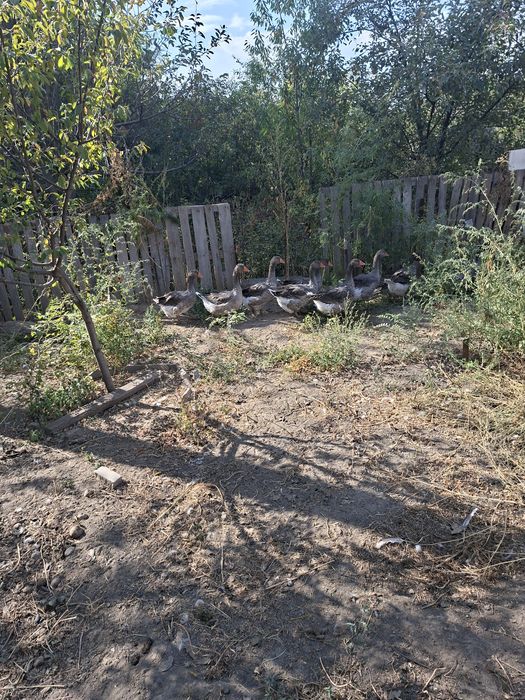 Продам гулять крупно серые