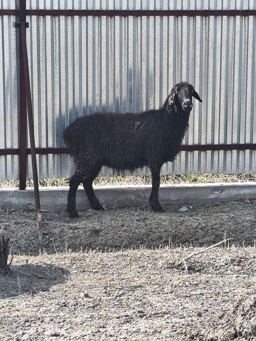 Продаю барануху домашнюю