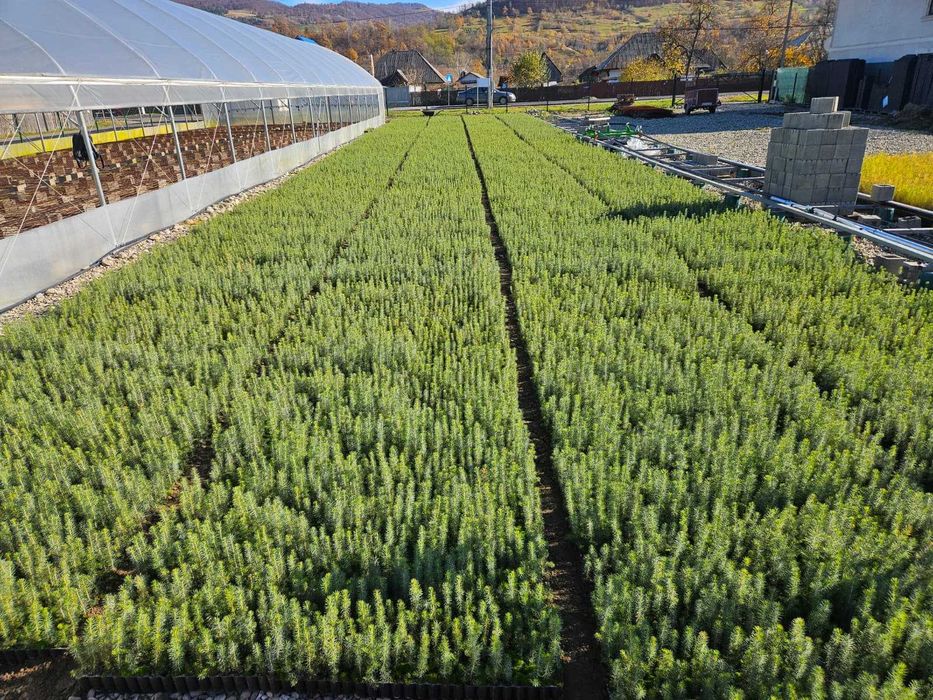 Puieti molid cu rădăcină protejată