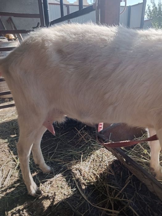 Ешкілер сатылады.