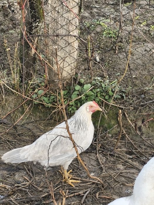 Vând sau schimb 2 puicuțe italian perlat