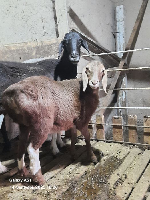 Zotor qo'y rasmda korsarilingan