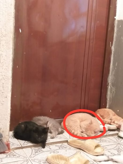 Үйде өскен мысықтарым тегін беремін