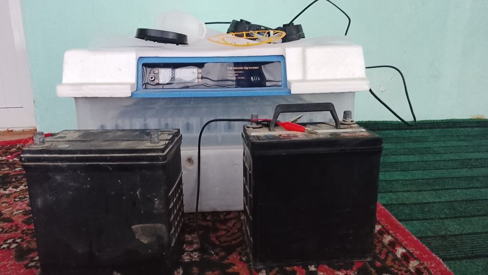 Yangi enkubator Xitoydan kelgan.
85-90% tuxumlar ochib chiqadi
Ochib c