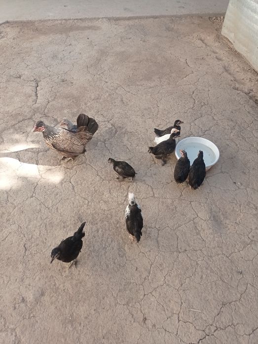 Yapon tovuq jojasi bilan