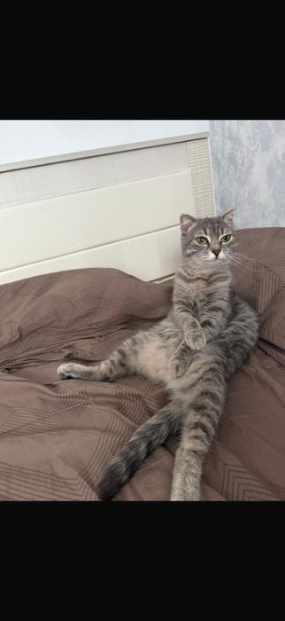 Отдам милую девочку кошку