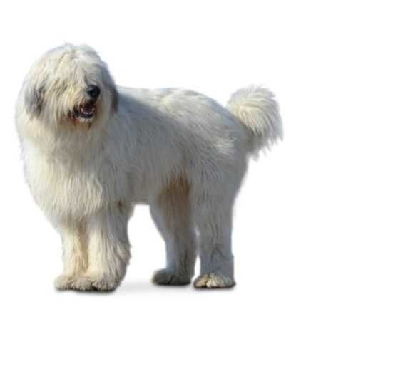 Masina Aparat Tuns Electrica 1000 W Oi Capre Caini Talie Mare Cai Blana Mare Trusa Profesionala + LIVRARE GRATUITA  TM