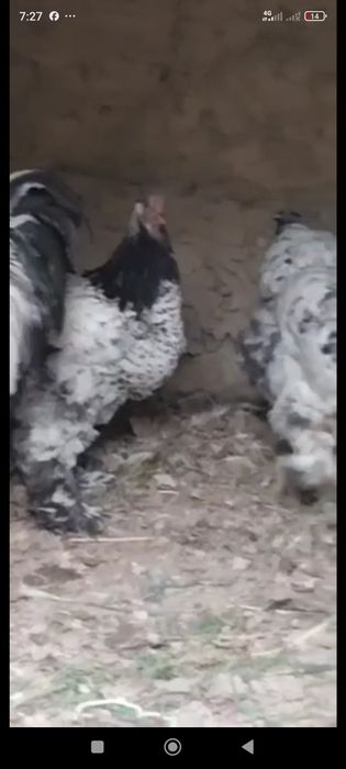 Брама товук хуроз