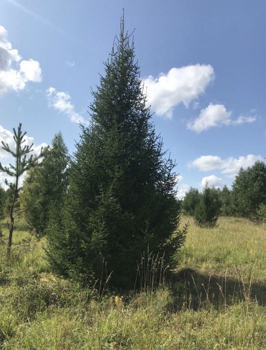 КРУПНОМЕРЫ ели голубые, ели зеленые, сосны